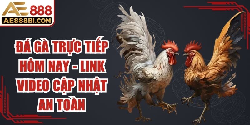Đá Gà Trực Tiếp Hôm Nay